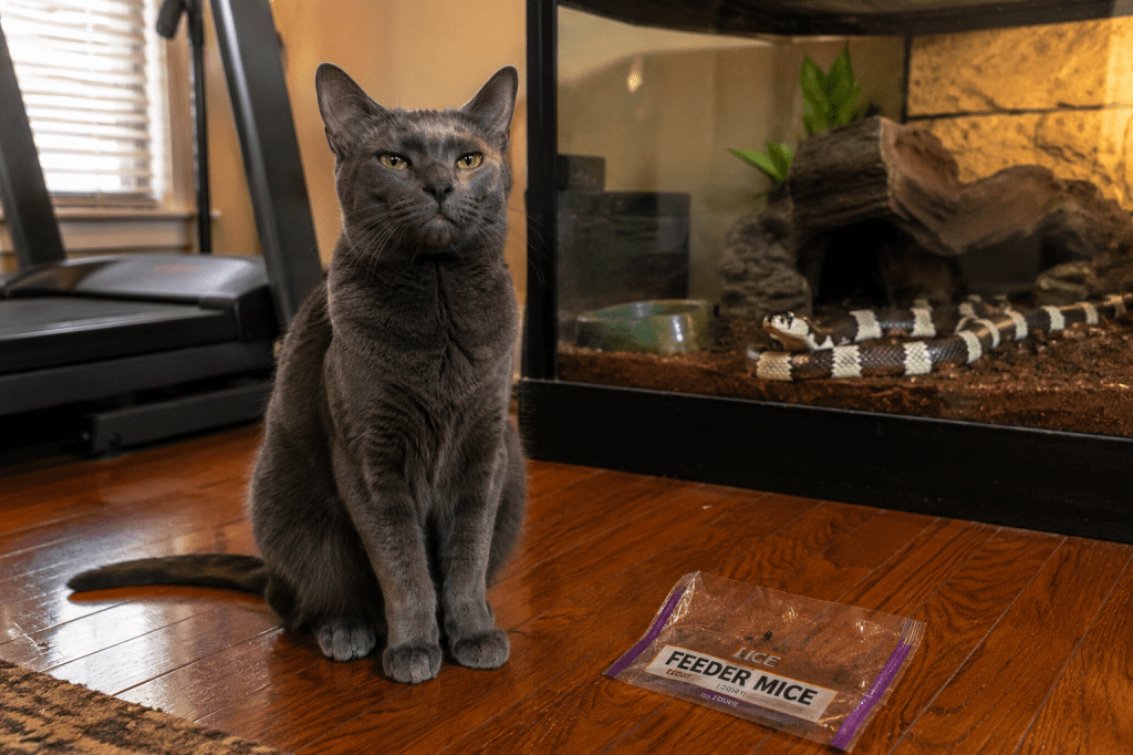 The Day My Cat Stole My Snake’s&nbsp;Dinner